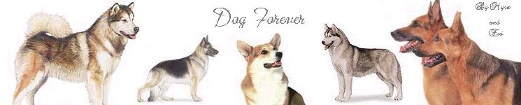 Dog FOREVER!